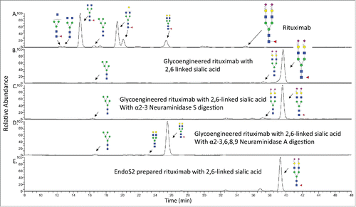 Figure 2. HPLC-FLD profile of procainamide labeled N-glycans from rituximab and the glycoengineered rituximab with α2,6 linked sialic acid. A). HPLC profile of rituximab N-glycans with major species shown. B). The glycan profile from the glycoengineered rituximab prepared by Endo S digestion. The major glycan is G2FS2 with α2,6 linked sialic acid. C). The glycan profile from the glycoengineered rituximab after α2-3 Neuraminidase S treatment. D). The glycan profile from the glycoengineered rituximab after α2-3,6,8,9 Neuraminidase A treatment. E). The glycan profile from the glycoengineered rituximab prepared by Endo S2 digestion.