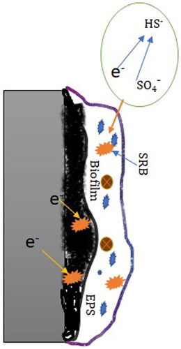 Figure 5. Schematic illustration of BCSR microbially influenced corrosion mechanism (Gu et al. Citation2019).