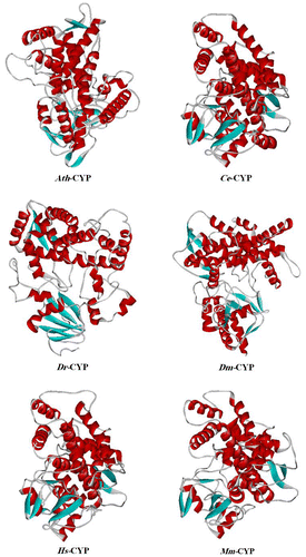 Figure 6. Tertiary structure prediction of CYP protein in Arabidopsis thaliana and other samples of organisms, established by the Phyre2 server using “2hi4.1.A” model (PDB accession code: 2hi4). The α-helix is shown helix-shaped in red, the beta sheet wide ribbon-shaped in blue, and the random coil line-shaped in gray. The tertiary structure is shown as a solid ribbon model by WebLab ViewerLite 4.2.