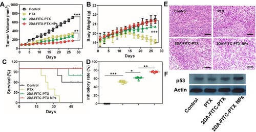 Figure 6 In vivo antitumor evaluation. (A) MDA-MB-231 tumor growth curves, (B) body weight with various treatments, (C) survival curve, and (D) tumor growth inhibition rates (n = 5). *P < 0.05 and **P < 0.01. (E) Tumor tissue images under various treatments. Scale bars are 100 μm. (F) Tumor tissue Western blotting results of p53 expression under various treatments: *P < 0.05, **P < 0.01, and ***P < 0.001.Abbreviations: PTX, paclitaxel; 2DA-ICG-PTX, 2-glucosamine-fluorescein-5(6)-isothiocyanate-glutamic acid-paclitaxel; 2DA-ICG-PTX NPs, 2-glucosamine-fluorescein-5(6)-isothiocyanate-glutamic acid-paclitaxel nanoparticles.