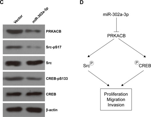 Figure 4 miR-302a-3p directly suppresses PRKACB signaling.