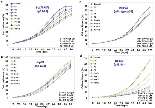 Figure 3. Analysis of cell survival using the IncuCyte ZOOM system.The indicated cell lines were seeded in 96-well plates at a given density. The growth of the human HCC cells treated with PD and CP alone or in combination was measured for 5 days using the IncuCyte Live Cell Imaging system that monitors cell confluency in real time. The growth curves for these cells are plotted as the mean±SD confluence from n = 5 wells in an experiment representative of the three independent experiments. (A) PLC/PRF/5 cells (p53-RS); (B) HepG2 cells (wild-type p53); (C) Hep3B cells (p53 null); (D) Hep3B cells (p53-RS).