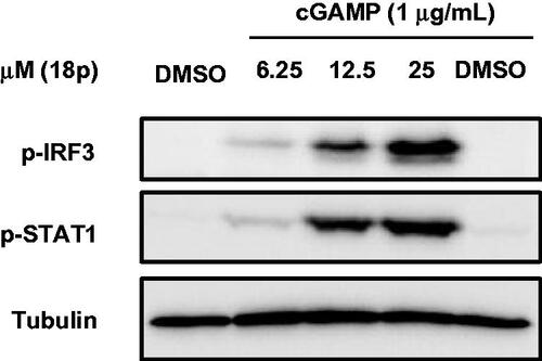Figure 6. Western blot analysis for STING downstream signalling pathway. THP-1 cells were treated with cGAMP (1 μg/mL) first, and then treated with either DMSO or 18p at indicated concentration for 6 h. Tubulin was used as a loading control.