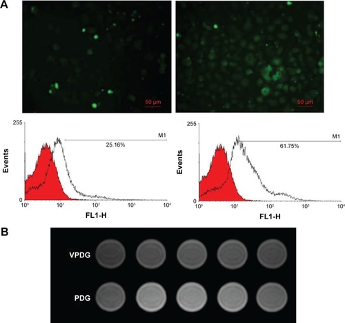 Figure 4 (A) Results of fluorescence microscopy images and flow cytometry test of FITC-labeled PDG (left) and VPDG (right) at 1 h. (B) Results of MRI diagnosis of PDG (10 μm) and VPDG (10 μm) at 1 h (n=5).Abbreviations: FITC, fluorescein isothiocyanate; Gd, gadolinium; MRI, magnetic resonance imaging; PDG, poly (l-lysine)-diethylene triamine pentacetate acid-Gd; VPDG, vascular endothelial growth factor receptor-targeted poly (l-lysine)-diethylene triamine pentacetate acid-Gd.