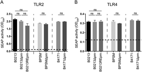 Fig. 1 Characterization of strains used in this study.The different strains used in this study, B0213, B0213Δprn, B0213REprn, BPSM, BPSMΔprn, B4171, and B4171Δprn (MOI of 40), were used to stimulate HEK-Blue cells either expressing a TLR2 or b TLR4. Activation of these receptors is indicated as SEAP activity. Medium stimulation is indicated by the dotted line. Ns non-significant
