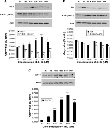 Figure 4 The effect of 4-HIL on the insulin signaling pathway in IR-like 3T3-L1 adipocytes.