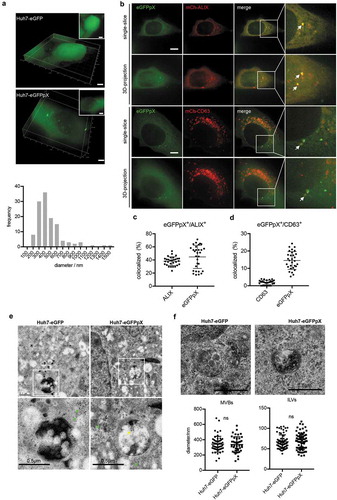 Figure 3. pX promotes eGFPpX loading into MVBs. (a) pX induces the formation of green eGFP puncta in the cytoplasm. Live cell imaging of eGFP- or eGFPpX-expressing Huh7 cells with a DeltaVision Elite microscope. Images were taken along the Z-axis with a step of 200 nm and rendered by 3D reconstruction or 3D projection (at the right corner). The diameters of the green puncta were calculated and are represented by distribution frequency (bottom). Almost 50 cells were used for the calculation. The scale bar represents 5 μm. (b) eGFPpX colocalized with the ALIX and CD63 in live cells. mCh-ALIX and mCh-CD63 were stably expressed in Huh7-eGFP and Huh7-eGFPpX cells. Images were acquired with a DeltaVision Elite microscope along with the Z-axis with step of 200 nm. The scale bar represents 5 μm. (c) (d) Quantification of colocalization events in (b). (c, d) The percentage of colocalization was calculated by dividing the numbers of colocalized green/red puncta by the total numbers of green or red puncta. (e) Immuno-EM analysis of MVBs with anti-GFP. LR White resin was used for sample preparation. The green arrow indicates cytosolic eGFP, and the yellow arrow indicates the presence of eGFP in MVBs. The gold is 10 nm in diameter. (f) Conventional EM analysis of MVBs. Epoxy resin was used as described in the Methods section. Fiji was used to calculate the diameters of MVBs and ILVs.