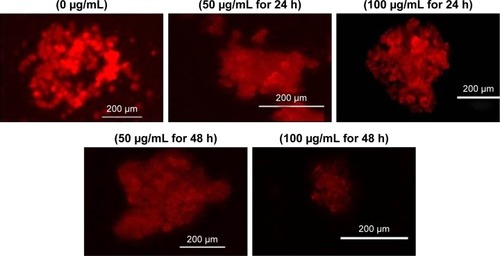 Figure 5 Gadolinium oxide nanoparticles-induced dose- and time-dependent mitochondrial membrane potential in SH-SY5Y cells.