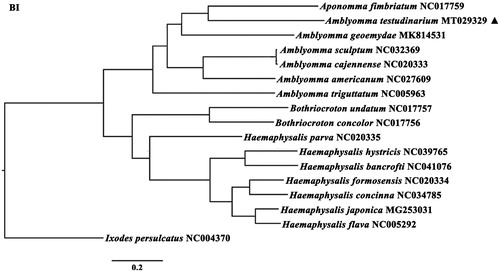 Figure 1. Phylogenetic relationships of Amblyomma testudinarium and other species based on mitochondrial sequence data.