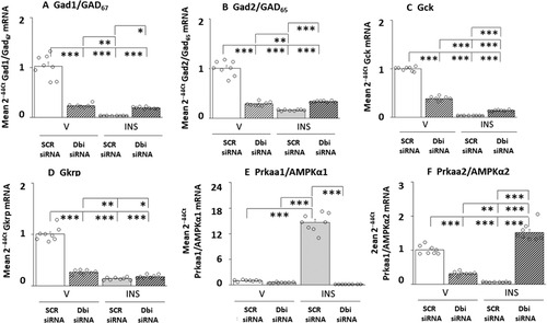 Figure 2 Effects of Dbi Gene Knockdown on Eu- or Hypoglycemic Neurotransmitter and Metabolic Sensor Marker Gene Expression Patterns in VMNvl γ-Aminobutyric Acid (GABAergic) Neurons. Groups of male rats (n = 4/group) were pretreated by bilateral administration of Dbi or SCR siRNA to the VMN 7 days prior to sc V or INS injection. Individual VMNvl glutamate decarboxylase (Gad)65/67-immunopositive neurons were laser-catapult-microdissected from 10 micron-thick fresh frozen sections for multiplex single-cell qPCR analyses. mRNA data were normalized to the housekeeping gene GAPDH by the 2−ΔΔCt method. Data depict mean normalized Gad1/Gad67 (Figure 2A), Gad2/Gad65 (Figure 2B), glucokinase (Gck; Figure 2C), glucokinase-regulatory peptide (Gkrp; Figure 2D), 5’-AMP-activated protein kinase-alpha1 (AMPKα1/Prkaa1; Figure 2E), or AMPK-alpha2 (AMPKα2/Prkaa2; Figure 2F) mRNA measures ± S.E.M. for the following treatment groups: SCR siRNA/V (solid white bars, n = 8), Dbi siRNA/V (diagonal-striped white bars, n = 8), SCR siRNA/INS (solid gray bars, n = 8), and Dbi siRNA/INS (diagonal-striped gray bars, n = 8). Outcomes of statistical analyses are as follows: Gad1: F(3,28): 115.48, p < 0.001; Knockdown main effect: F(1,28): 58.82, p < 0.0001; INS main effect: F(1,28): 155.34, p < 0.001; Knockdown/INS interaction: F(1,28): 132.28, p < 0.001; Gad2: F(3,28): 193.99, p < 0.001; Knockdown main effect: F(1,28): 98.60, p < 0.0001; INS main effect: F(1,28): 214.88, p < 0.001; Knockdown/INS interaction: F(1,28): 268.50, p < 0.001; Gck: F(3,28): 1425.23, p < 0.001; Knockdown main effect: F(1,28): 497.17, p < 0.0001; INS main effect: F(12,8): 2786.75, p < 0.001; Knockdown/INS interaction: F(12,8): 991.77, p < 0.001; Gkrp: F(3,28): 248.72, p < 0.001; Knockdown main effect: F(1,28): 182.30, p < 0.0001; INS main effect: F(1,28): 336.03, p < 0.0001; Knockdown/INS interaction: F(1,28): 227.83, p < 0.001]; AMPKα1/Prkaa1: F(3,28): 358.40, p < 0.001; Knockdown main effect: F(1,28): 401.23, p < 0.0001; INS main effect: F(1,28): 316.17, p < 0.001; Knockdown/INS interaction: F(1,28): 357.81, p < 0.001; AMPKα2/Prkaa2: F(3,28): 164.77, p < 0.001, Knockdown main effect: F(1,28): 55.19, p < 0.0001; INS main effect: F(1,28): 6.39, p = 0.017; Knockdown/INS interaction: F(1,28): 432.73, p < 0.001]. Statistical differences between discrete pairs of treatment groups are denoted as follows: *p < 0.05; **p < 0.01; and ***p < 0.001.