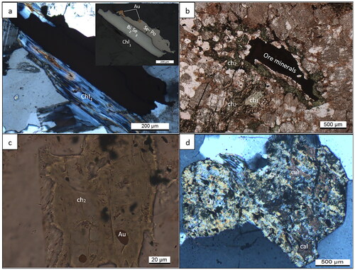 Figure 6. Photomicrographs showing D3 alteration minerals in various quartz–feldspar mylonite units in the most strongly altered core of the ore zone. (a) Early D3 chlorite1 (ch1) with morphology of initial mineral of biotite (Le et al., Citation2021a) and associated with bismuth selenide (Bi2Se3), senlenide-rich pyrhotite (Se–Po) and gold (sample TH55), with an inserted image captured from reflected light. (b) Chlorite2 (ch2) replacing chlorite1 (ch1, Le et al., Citation2021a) and occurring around an ore mineral (pyrite–chalcopyrite intergrowth) as a reaction rim (sample THM22). (c) Chlorite2 (ch2) hosting inclusions of gold (sample TH55). (d) Chlorite3 (ch3) intergrown with calcite (cal; sample TH55).