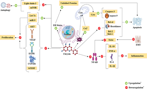 Figure 5. Mechanisms of action of chrysin against cancers.