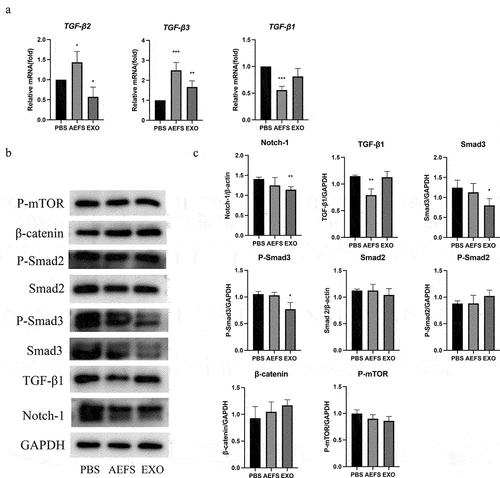 Figure 5. adMSC-Exos inhibited intracellular signaling pathways in vitro. a qPCR analysis revealed decreased expression of TGF-β2 and increased that of TGF-β3 following adMSC-Exos treatment. b Western blotting showed decreased production of Smad3, P-Smad3, and Notch-1 48 h post treatment. c Semiquantitative analysis of the western blotting results. *P < 0.05 vs PBS group, **P < 0.01 vs PBS group, ***P < 0.001 vs PBS group.