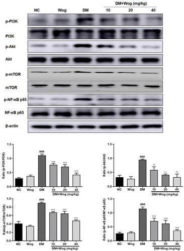 Figure 4 Wogonin inhibits PI3K/Akt/ NF-κB Signaling pathway in diabetic mice. Western blot analysis of p-PI3K, p-Akt, p-mTOR, p-NF-κB p65 protein levels in kidney mice. Results represent means ± SEM for 6–8 mice. ###p < 0.001 VS NC. **p < 0.01, ***p < 0.001 VS DM.