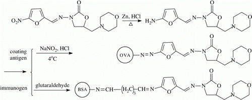 Figure 2.  Synthetic process of FTD conjugates.