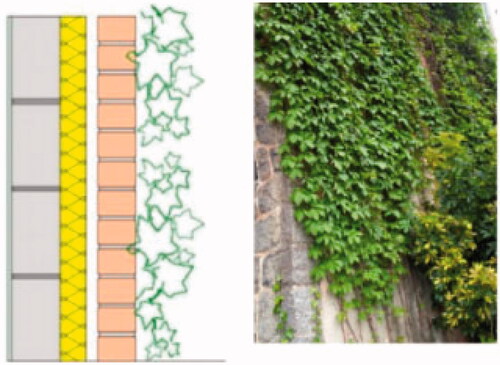 Figure 5. Direct green façade (Koch et al., Citation2020, p. 2).