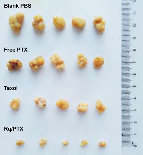 Figure S3 Photo images of the tumor separated from mice after treatment for 14 days.Notes: The significant difference in the tumor volume among the blank, free PTX group, and Taxol to Rq/PTX group revealed that significant inhibition of tumor growth was essentially ascribed to efficient PTX delivery by the help of Rq.Abbreviations: PBS, phosphate-buffered solution; PTX, paclitaxel; Rq, RRRRQWWQW.