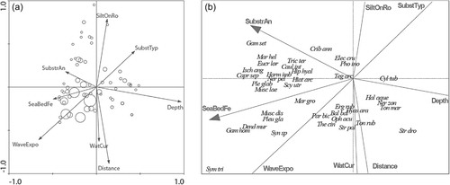 Fig. 14  Canonical correspondence analysis plots for zoobenthos on hard substrata in Kongsfjorden, Svalbard. (a) Biplot samples/factors (data on presence/absence of 403 species in samples, focus on inter-species distances, square root transformation). In (a), the size of the circles corresponds to the total biomass of each sample. Factors designations as in Table 1. (b) Biplot species/factors (data on presence/absence of 403 species in samples, focus on inter-species distances, square root transformation). The biplot is zoomed to show 38 species, which are the most widely distributed in studied habitats and (or) with the greatest abundance/biomass in samples. Species are abbreviated as follows: Balanus balanus Bal bal; Caprella septentrionalis Capr sep; Cauloramphus intermedius Caul int; Cribrilina annulata Crib ann; Cylindroporella tubulosa Cyl tub; Dendrobeania murrayana Dend mur; Electra crustulenta arctica Elec cru; Erginus rubella Erg rub; Eucratea loricata Eucr lor; Gammarellus homari Gam hom; Gammarus setosus Gam set; Haliclona aqueductus Hal aque; Harmothoe imbricata Harm imb; Hiatella arctica Hiat arc; Hippothoa hyalina Hip hyal; Hyas araneus Hyas ara; Ischyrocerus anguipes Isch ang; Margarites groenlandica var. groenlandica Mar gro; Margarites helicina Mar hel; Musculus discors Musc dis; Musculus laevigatus Musc lae; Nereis pelagica Ner pel; Nereis zonata Ner zon; Ophiopholis aculeata Oph acu; Parapleustes bicuspis Par bic; Pholoe inornata Pho ino; Pleusymtes glabroides Ple glab; Pleusymtes glaber Pleu gla; Scypha utriculus Scy utr; Strongylocentrotus droebachiensis Str dro; Strongylocentrotus pallidus Str pal; Symplectoscyphus tricuspidatus var. acuminatus Sym tri; Synoicum sp. Syn sp; Tegella arctica Teg arc; Thelepus cincinnatus The cin; Tonicella marmorea Ton mar; Tonicella rubra Ton rub; Tricellaria ternata Tric ter.