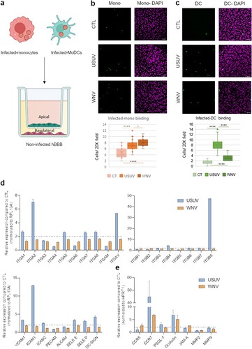 Figure 6. Infected-monocytes and DCs interact with the human BBB. a Monocytes and MoDCs were infected with USUV or WNV at MOI 0.1 for 48 h and CFSE-labelled before being added on hBLECs for 30 min (for each condition, three independent experiments were analysed). hBLECs were rinsed, fixed, and analysed by microscopy. b and c CFSE labelled- and infected-monocytes (b) or MoDCs (c) were incubated on hBLECs. Indirect immunofluorescence images show immune cells (in green) and hBLECs nucleus (magenta). Scale bar 50 µm. Box plots represent quantitative analyses of CTL, USUV or WNV-infected monocyte numbers per field (20x) (*p < 0.05, **** p < 0.0001). d After 48 h of infection, MoDC mRNA were extracted. Gene expression was normalized to RPL13A and compared to mock-infected MoDCs (CTL) in the context of USUV (blue bar chart) and WNV (orange bar chart) infection. Results are expressed as mean ± SEM (n = 6, from three independent experiments). e After 48 h of infection, MoDC mRNA was extracted. Gene expression was normalized to GAPDH and compared to mock-infected MoDCs (CTL) in the context of USUV (blue bar chart) and WNV (orange bar chart) infection. Results are expressed as mean ± SEM (n = 6, from three independent experiments).