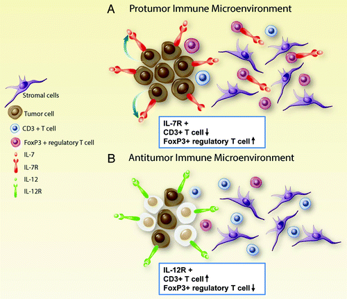 Figure 1. Impact of the immune microenvironment on lung adenocarcinoma. (A) A high relative proportion of tumor-infiltrating FOXP3+ regulatory T cells (Tregs) to CD3+ T cells as well as the expression of the interleukin (IL)-7 receptor (IL-7R) by tumor cells have been associated with poor clinical outcome. In this context, IL-7 produced by tumor cells not only operates in an autocrine fashion but also can act on Tregs, which express low levels of IL-7R. (B) A low relative proportion of tumor-infiltrating FOXP3+ Tregs to CD3+ T cells as well as the expression of the IL-12 receptor (IL-12R) by tumor cells have been shown to correlate with improved clinical outcomes, de facto favoring the establishment of an antitumor local microenvironment.