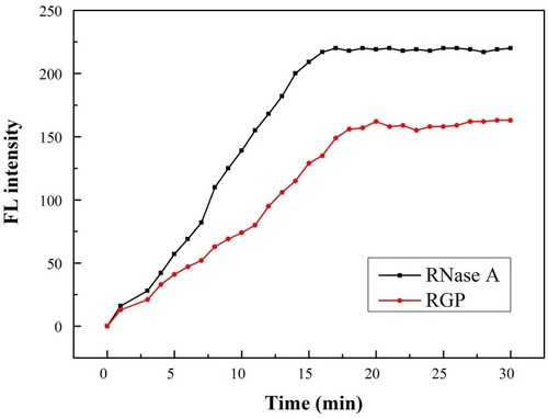 Figure 5 The enzymatic activity of RNase A and RGP nanoparticles.
