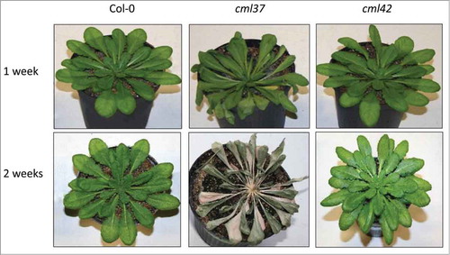 Figure 1. Drought phenotype of Arabidopsis WT (Col-0), cml37 and cml42 knockout plants. Drought phenotype of WT Col-0 (left), cml37 (middle) and cml42 plants each after 1 (top line) or 2 weeks (bottom line) of drought treatment. The plants shown represent the typical phenotype observed in multiple replicates.