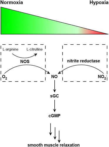 Figure 1 Two pathways of NO generation under normoxia or hypoxia and the sequential signaling pathway afterward. NOS catalyzes the oxidation of l-arginine to l-citrulline in the presence of O2 (left). Nitrite reductase catalyzes NO2− reduction to generate NO. Then NO activates sGC to produce cGMP, which triggers smooth muscle relaxation.