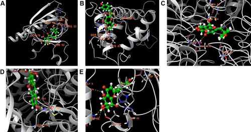 Figure 7 Stereoview of substrate/inhibitor binding of aquilarone F and (A) AKT1, (B) TP53, (C) GAPDH, (D) MAPK3, and (E) EGFR.