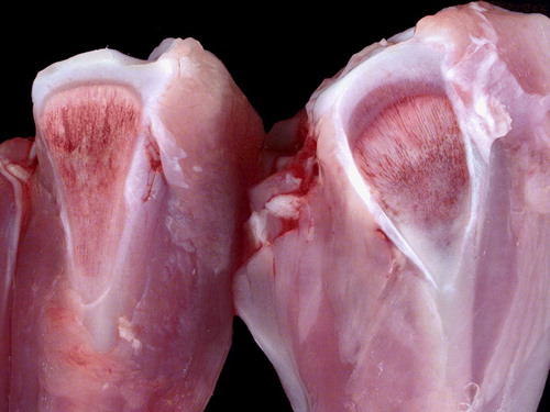 Figure 2.  Proximal tibiotarsi of unaffected turkey (left) and chondrodystrophic turkey (right) from the birds in Figure 1. Thickening of the bone and physis, and curvature of the tibiotarsus are evident in the bones from the affected bird.