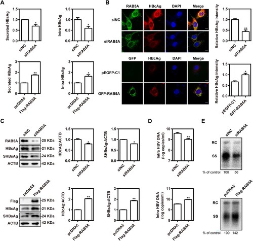 Figure 2. RAB5A promotes HBV replication and viral gene expression in HBV-transfected hepatoma cells. Huh7 cells were co-transfected with HBV plasmid pHBV1.3 and 40 nM siRNAs against RAB5A (siRAB5A) or siRNA negative control (siNC) or Flag-RAB5A or control vector pcDNA5 for 72 h. (A) The levels of secreted HBsAg in culture supernatants and intracellular HBsAg from cell lysates were determined using ELISA. (B) HBcAg expression was measured by immunofluorescence staining using anti-HBcAg antibody. Scale bar, 10 μm. (C) The levels of RAB5A, HBcAg, and SHBsAg were measured by western blotting analysis. (D–E) Intracellular encapsidated HBV replicative intermediates were isolated and detected by real-time quantitative PCR and Southern blot analysis, respectively. *P < 0.05; **P < 0.01; ns, not significant.