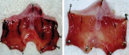 Figure 1. Images of the ulcers created in the stomach