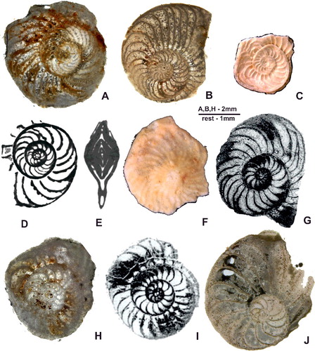 Figure 17. A–G, Operculinoides soldadensis Vaughan & Cole; A, Loma El Santo, CA-215-871; B, Loma Candelaria, 98LC-1-669; C–F, Noroña; C, NOR-UN 24; D–F, NOR-UN 15/14; G, holotype, Trinidad. H, I, Palaeonummulites trinitatensis (Nutall); H, Loma Candelaria, 98LC-1ICT3; I, holotype of Operculinoides kugleri Vaughan & Cole, Trinidad. J, Operculinoides ocalanus (Cushman), Loma Jabaco, CA-4-724. A–D, G–J, A forms in equatorial section; E, A form in axial section; F, external view.