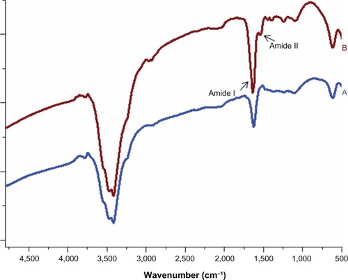 Figure 3 FT-IR spectra of GNP (A) and GNP–Her (B) measured using the KBr method.