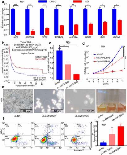 Figure 8. ANP32B knockdown promotes apoptosis of the NB4 cell line and inhibits its proliferation. (a) RT-PCR verified that ANP32B was significantly more downregulated among the downregulated genes after treatment of NB4 with DMSO or MZ1 (2 μM). (b) Patients with high ANP32B expression had lower survival rates than those with low expression. (generated from the web site: https://hgserver1.amc.nl/cgi-bin/r2/main.cgi, Bohlander-422-fRMA-u133a; source:GEO ID, gse37642).(c) RT-PCR verified the ANP32B knockdown by sh-RNAs (sh-ANP32B#2 and sh-ANP32B#3). (d, e) White slice and CCK8 assays showed that ANP32B knockdown significantly inhibited the proliferation of NB4 cells compared to scramble cells. (f) Compared to the scramble cells, apoptosis was increased in NB4 cell after ANP32B knockdown.