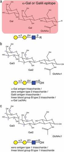 Figure 1. Chemical and symbolic structures of the α-Gal epitope and the investigated trisaccharides. (a) chemical structure of the α-Gal epitope Galα1,3Galβ1,4GlcNAc that can be attached to any underlying glycan or glycolipid. The symbol presentation of the same trisaccharide is shown below. (b) structure of the investigated α-Gal trisaccharide Galα1,3Galβ1,4GlcNAc with a free reducing end containing a mixture of α- and β-anomers of the first GlcNAc moiety. (c) structure of the studied xeno antigen type 1 trisaccharide Galα1,3Galβ1,3GlcNAc with a free reducing end containing a mixture of α- and β-anomers.