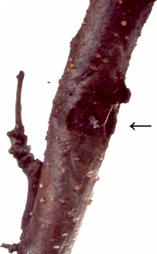 Fig. 1. Necrotic zone on the trunk of plum tree ‘Jojo’.