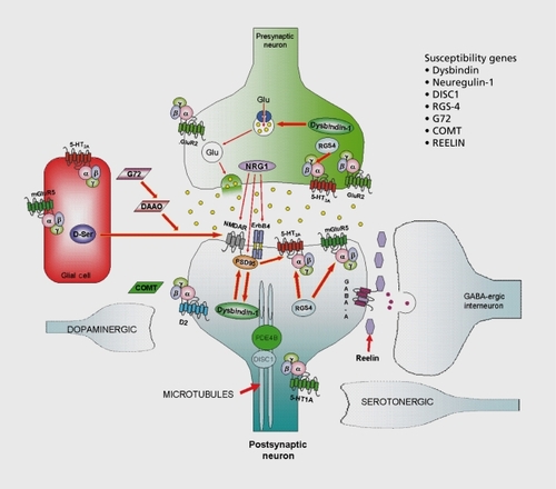 Figure 1 Schizophrenia susceptibility genes are localized in overlapping neuronal pathways. Shown in diagrammatic form are the presumed localizations of various schizophrenia susceptibility gene products in a model synapse in the prefrontal cortex. As shown, a typical pyramidal neuron fiber receives inputs from dopaminergic, serotonergic, glutamatergic, and GABA-ergic neurons. The various susceptibility genes indicated may modulate pre- or postsynaptic glutamatergic functioning. Antipsychotic drugs mainly affect biogenic amine receptor activities which may be either pre- or postsynaptic in nature. GABA, γ-aminobutyric acid