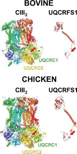Figure 3. Structures of full complex III dimer (cIII2) and of isolated UQCRFS1 (of only one of the monomers), from bovine (PDB ID: 1BGY) and chicken (PDB ID: 3H1J). The arrows indicate the presence of the UQCRFS1 fragments in the cavity between UQCRC1 and UQCRC2. Images were generated with MacPyMol.