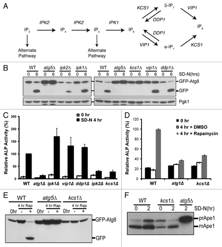 Figure 1. Deletion of genes required for generation of inositol polyphosphates reduces autophagic degradation under nitrogen starvation. (A) The inositol polyphosphate pathway. (B) Immunoblotting assay for GFP-Atg8 processing upon nitrogen deprivation. The inositol polyphosphate mutant strains (ipk2Δ, ipk1Δ, kcs1Δ, vip1Δ, ddp1Δ) as well as control wild-type and atg5Δ strains were transformed with the pCuGFP-Atg8(416) expression plasmid. Cells were grown to mid-log phase in minimal medium (0 h) followed by nitrogen starvation with synthetic dextrose medium minus nitrogen for six h (6 h SD-N). Mid-log phase cells (0 h) or cells that underwent six-hour nitrogen deprivation (6 h SD-N) were analyzed for vacuolar processing of the GFP fusion protein using immunoblotting analysis with an antibody against GFP. The levels of Pgk1 served as loading controls. (C) Vacuolar alkaline phosphatase (ALP) assay to quantify autophagy activity upon nitrogen starvation. Wild-type (WT) and inositol polyphosphate mutant strains expressing Pho8Δ60 were grown in YPD and shifted to SD-N for 4 h. Samples were collected and protein extracts were assayed for alkaline phosphatase activity. The value of SD-N 4 h in the wild-type strain was set to 100% (D) Vacuolar alkaline phosphatase assay to quantify autophagy activity upon rapamycin treatment. Wild-type (WT), atg1Δ (negative control) and the kcs1Δ cells expressing Pho8Δ60 were grown in YPD to early log phase (0 h) and treated with rapamycin (0.2 μg/ml, dissolved in DMSO) for 4 h. Samples were collected and protein extracts were assayed for phosphatase activity. The value for the wild-type strain was set to 100%. (E) Immunoblotting assay for GFP-Atg8 processing upon rapamycin (Rap) treatment. Wild-type (WT), atg5Δ (negative control), and the kcs1Δ mutant transformed with pCuGFP-Atg8(416) were grown to early log phase (0 h) in minimal medium and treated with the TOR inhibitor rapamycin (0.2 μg/ml, dissolved in DMSO) for 4 h. Strains were analyzed for vacuolar processing of the GFP fusion protein using an antibody against GFP. (F) Immunoblotting assay for Ape1 processing. Wild-type, kcs1Δ and atg5Δ cells were grown to mid log phase and starved for 2 h. Samples were collected and protein extracts were analyzed by western analysis with the Ape1 antibody. These data are representative results from three independent experiments.