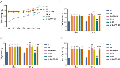 Figure 2. Liraglutide attenuates the serum lipid loading of mice receiving high-fat diet. (A) Body weight changes in mice from high-fat chow feeding. ELISA was used to measure the levels of CHO (B), TG (C), and LDL-C (D) in mouse serum (n = 6). **p < .01 vs. C group, ##p < .01 vs. N + M group, &&p < .01 vs. L + M group. C: control; M: model; BORT: bortezomib; N: normal saline; L: liraglutide. ELISA: enzyme-linked immunosorbent assay; CHO: total cholesterol; TG: triglycerides; LDL-C: low-density lipoprotein cholesterol.