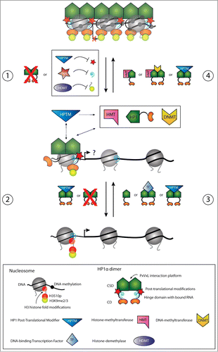 Figure 2. Schematic illustration of dynamics in HP1α chromatin release (panels 1 and 2) and recruitment (panels 3 and 4) for transcriptional regulation of pro-invasive genes in cancer progression and EMT. Panels 1 and 2. In non-metastatic cancer cells, pro-invasive genes are transcriptionally silenced through chromatin condensation mediated by HP1α. During initial stages of EMT, reduced HP1α chromatin binding can be mediated by down-regulation of HP1α expression, by Snail1 mediated repression of pericentric RNA transcripts, by alterations in the H3 modification code thereby inhibiting HP1α binding, or by alterations in the HP1α post-translational modification status (e.g., SUMO) (panel 1). The chromatin presence of HP1α can be further reduced by additional downregulation of HP1α expression, by alterations in the HP1α post-translational modification status, or by alterations in the H3 modification code inhibiting HP1α binding (panel 2). The result can be transcriptional activation of pro-invasive genes to different degrees enabeling the cell to metastasize. Panels 3 and 4. Conversely, transription of pro-invasive genes in metastasizing cells can be silenced by up-regulation in HP1α expression, by alterations in the H3 modification code allowing HP1α recruitment, by HP1α recruitment via interactions with DNA sequence specific transcription factors, by HP1α recruitment via interactions with RNA, or by alterations in the HP1α post-translational modification status (e.g. SUMO) (panel 3). Once chromatin bound, HP1α can further recruit chromatin modulating factors. Recruitment of HMTs causes H3 methylation in adjacent nucleosomes allowing the spread of HP1α, and the recruitment of DNMTs causes methylation of the underlying DNA (panel 4). Dynamics in HP1α post-translational modifications (e.g., SUMO) can participate in regulating maintenance of chromatin binding. This is altogether resulting in transcriptional silencing of pro-invasive genes and an epithelial-like phenotype.