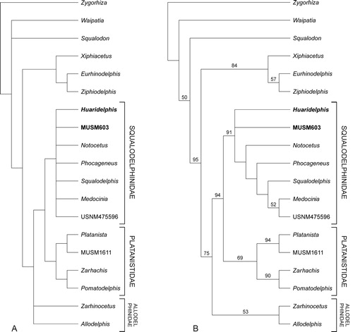 FIGURE 8. Consensus tree (A) and 50% majority consensus tree (B) of 60 equally parsimonious cladograms showing the relationships of Huaridelphis raimondii, n. gen. et sp., with the other Platanistoidea having lost double-rooted teeth. Tree length = 55, consistency index = 0.76, and retention index = 0.90. Numbers associated with the nodes in B are bootstrap values. See text for discussion and Appendices 1 and 2 for description of characters and data matrix.