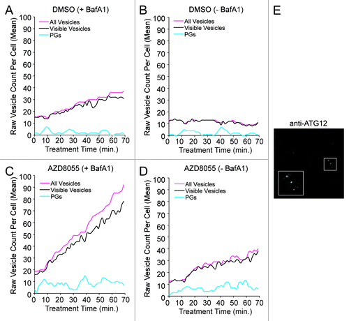 Figure 7. The mechanistic model is consistent with a greater abundance of closed vesicles than phagophores. (A–D) Trajectories generated from the tuned model are depicted for treatment periods with DMSO control (A and B; basal autophagy) or AZD8055 (C and D; induced autophagy) in the presence (+BafA1; A and C) or absence (−BafA1; B and D) of BafA1. In plots (A–D), vesicle counts per cell were not adjusted to 0 at t = 0, as in Figure 6, to accommodate visualization of the low PG counts. Fluctuations were observed in the experimental data and this presumed extrinsic noise was accounted for by including pseudo dimers in the model (see Eqn. 22). Inclusion of pseudo dimers in the model was intended to account for vesicle aggregates being miscounted as a single vesicle or vesicles disappearing from the focal plane. Predicted true total vesicle counts are indicated by magenta curves (“All Vesicles”) and predicted visible vesicle counts are indicated by black curves. Cyan curves represent predicted counts of phagophores (PGs). (E) Wild-type U2OS cells were immunostained for endogenous ATG12, a marker of PGs. Immunostaining indicates that PGs were less abundant than free AVs. AF488-conjugated secondary antibodies were used to detect primary ATG12 staining and image captured at 100×. Inset represents a 2× magnification of the boxed region.