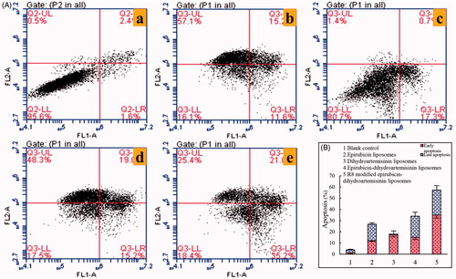 Figure 11. Apoptosis inducing effects on A549 cells after incubation with the varying formulations. (A) Plots by flow cytometry of apoptosis-inducing effects in A549 cells; (B) apoptosis-inducting effects after treatments with the varying formulations. Data are presented as the mean ± SD (n = 3). (1) Blank liposomes; (2) epirubicin liposomes; (3) dihydroartemisinin liposomes; (4) epirubicin–dihydroartemisinin liposomes; (5) R8 modified epirubicin–dihydroartemisinin liposomes.