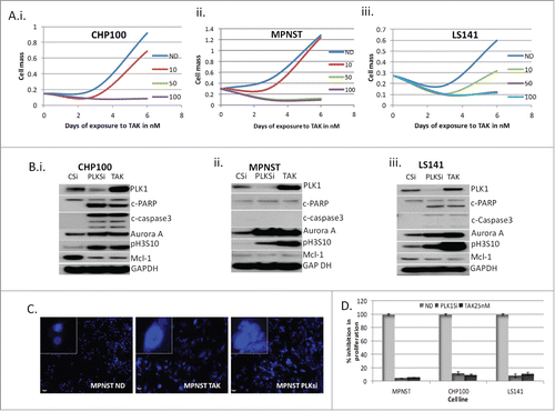 Figure 2. Inhibition of PLK1 induces mitotic arrest due to failure of chromosome alignment. (A) Dose- time dependency of TAK-960 in CHP100, MPNST and LS141 as a measure of proliferation determined using Dojindo Cell Counting Kit done in 6 duplicates. (B) MPNST, CHP100 and LS141 cells were transfected with either specific siRNA for PLK1 (PLKsi) for 48 hours or control siRNACitation36 for 24 hours followed by TAK-960 (25 nM) for 48 hours and the total protein lysates were probed with antibodies, as indicated. GAPDH was used to confirm equal loading of protein. (C) MPNST cells were treated with 50 nM TAK-960 or down regulated PLK1 using specific siRNA for 48 hours and DAPI (4′, 6-diamidino-2-phenylindole) staining shows enlarged multinucleated polyploid nuclei. (D) Down regulation of PLK1 by siRNA recapitulates the TAK-960 proliferation inhibitory effect as determined by measuring cell proliferation using the Dojindo Cell Counting Kit, indicating the percentage of growth/proliferation inhibition as compared with control. All the results are representative of 3–4 independent experiments.