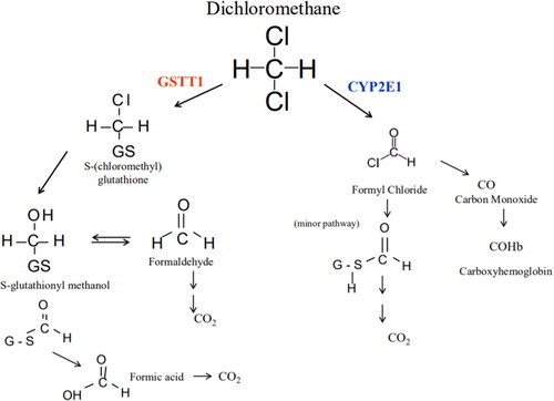 Figure 1. Methylene chloride metabolism.Methylene chloride metabolism includes two pathways. Through a reaction catalyzed by CYP2E1, methylene chloride becomes formyl chloride which is further metabolized to produce carbon monoxide. Glutathione S-transferase catalyzes a reaction in which methylene chloride forms S-(chloromethyl)glutathione. Replacement of chlorine leads to the formation of S-glutathionyl methanol, which can further rearrange to form formaldehyde or formic acid.Source, Public Domain: “Toxicological Review of Dichloromethane (Methylene Chloride).” Environmental Protection Agency Technical Report: EPA/635/R-10/003F. November 2011.