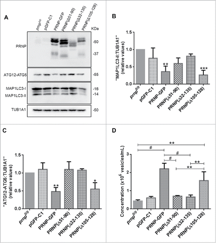 Figure 6. The octapeptide repeat domain of PRNP is necessary for regulating autophagy and exosome secretion. (A) Western blot analysis of PRNP, ATG12–ATG5, and MAP1LC3-II (14 kD) protein levels in cell extracts isolated from prnp0/0 cells transfected with full-length or truncation mutants of PRNP. pEGFP-C1 (empty vector control), PRNP(Δ51–90) and PRNP(Δ32–135) (lack the octapeptide repeat domain), PRNP(Δ105–128) (lacks hydrophobic domain). TUB1A1 was used as a loading control. (B) Histogram shows densitometry analysis of MAP1LC3-II expression relative to TUB1A1/α-tubulin expression. (C) Histogram shows densitometry analysis of ATG12–ATG5 expression relative to TUB1A1 expression. (D) NTA of exosome concentration in the CM of prnp0/0 cells transfected with full-length or truncation mutants of PRNP (described in [A]). Data information: (B-D) Data shown represent the mean ± SD from at least 3 independent experiments. One-way ANOVA and Tukey's post hoc test were used to assess statistical significance. *P < 0 .05, **P < 0 .01, ***P < 0 .001, #P < 0 .0001.