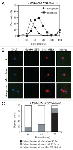 Figure 1 Lrs4 and Csm1 localize to kinetochores or spindle pole bodies during mitotic anaphase. (A–C) Wild-type cells carrying an Lrs4-6HA and an Ndc80-GFP fusion (A15126) were arrested in G1 using α-factor pheromone (5 µg/ml) and released into medium lacking the pheromone at 25°C. At the indicated times, samples were taken to determine the percentage of cells with metaphase (diamonds) and anaphase (squares) spindles (A) and the percentage of cells showing co-localization of Lrs4-6HA with both, one or neither Ndc80-GFP marked spindle pole body (C) 200 cells were counted per time-point. The micrographs in (B) show Ndc80-GFP (green) and Lrs4-6HA (red) localization on chromosome spreads at 0, 45 and 75 minutes after release from the G1 arrest. DNA is shown in blue. At least 50 cells were counted per timepoint.