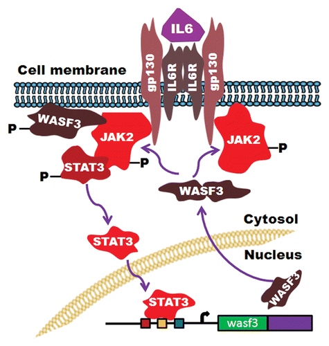 Figure 1. Summary of the IL-6/JAK-STAT interaction with the WASF3 gene. Activation of STAT3 leads to increased expression of WASF3 which is then recruited to the membrane where it is activated by JAK2 to promote invasion.