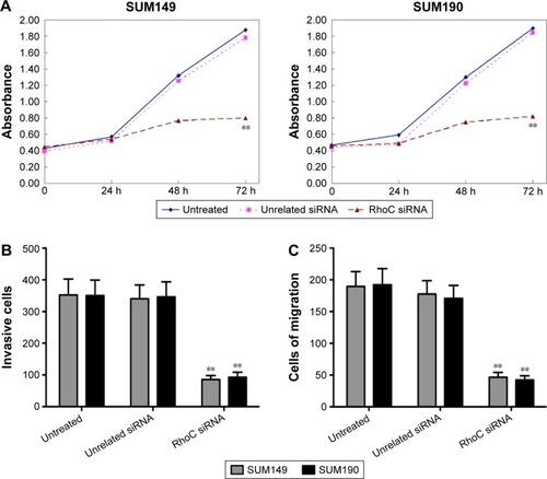 Figure 2 Anti-RhoC siRNA inhibits SUM149 and SUM190 breast cancer cell viability and invasiveness.